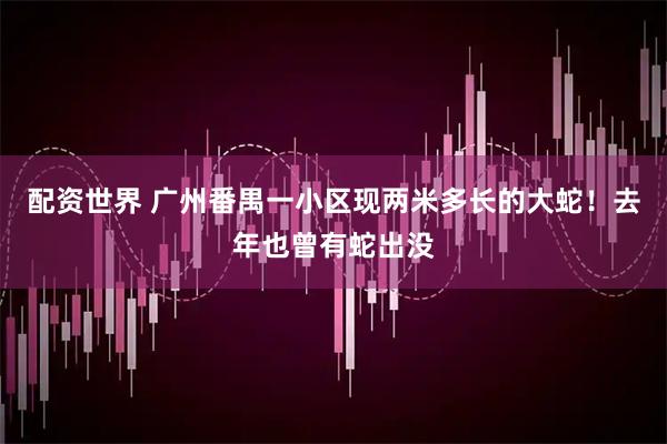 配资世界 广州番禺一小区现两米多长的大蛇！去年也曾有蛇出没